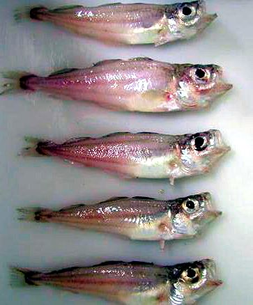 Gadiculus argenteus_0242